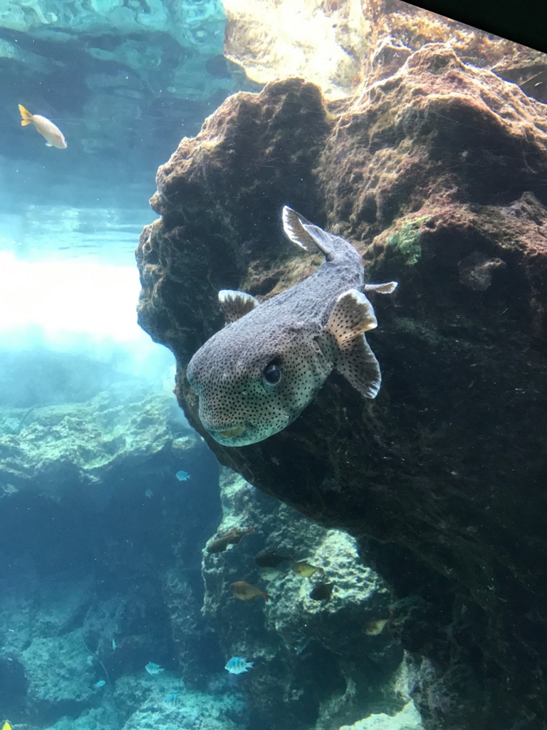 f:id:sasasan3:20170510234515j:plain f:id:sasasan3:20170510234515j:plain