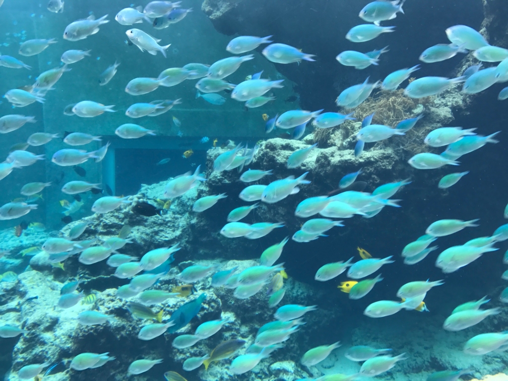 f:id:sasasan3:20170510234532j:plain f:id:sasasan3:20170510234532j:plain