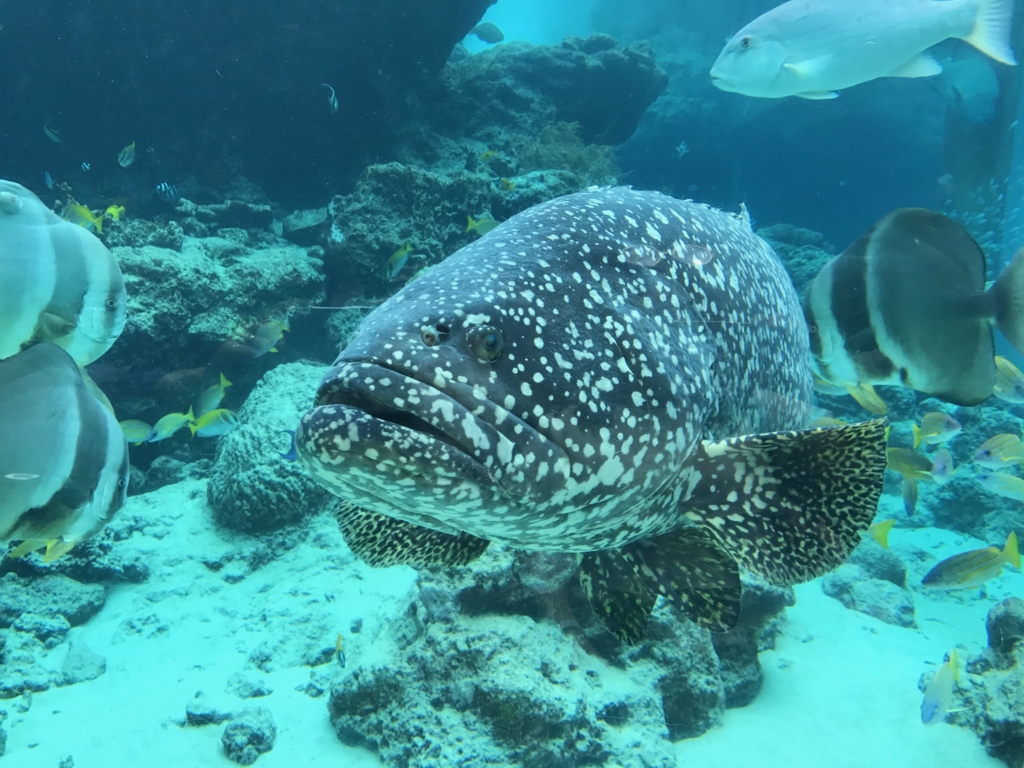 f:id:sasasan3:20170510234538j:plain f:id:sasasan3:20170510234538j:plain