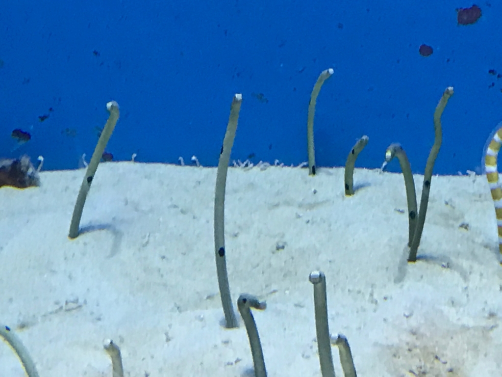 f:id:sasasan3:20170510234545j:plain f:id:sasasan3:20170510234545j:plain