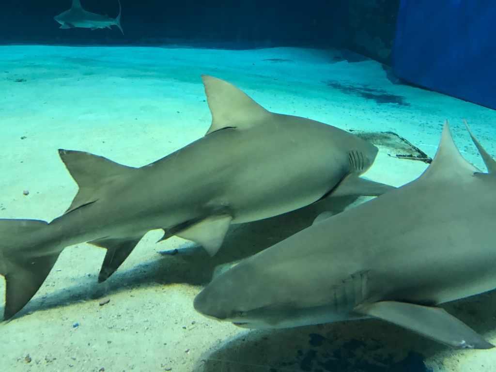 f:id:sasasan3:20170510234606j:plain f:id:sasasan3:20170510234606j:plain