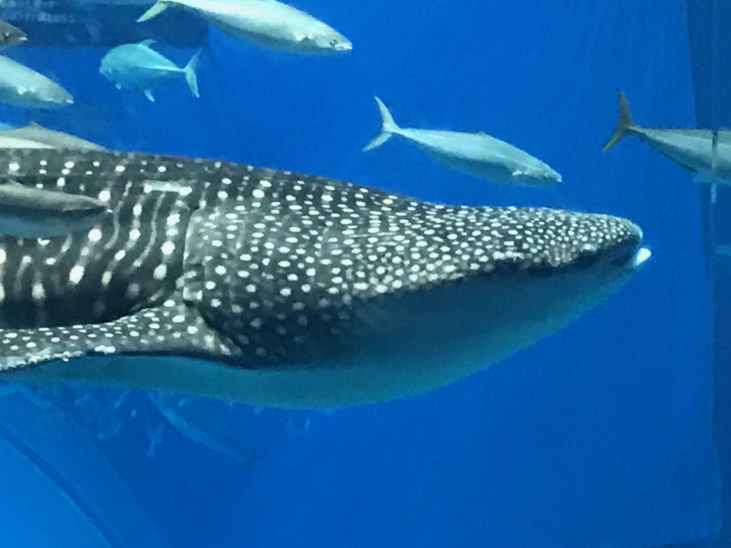 f:id:sasasan3:20170510234630j:plain f:id:sasasan3:20170510234630j:plain