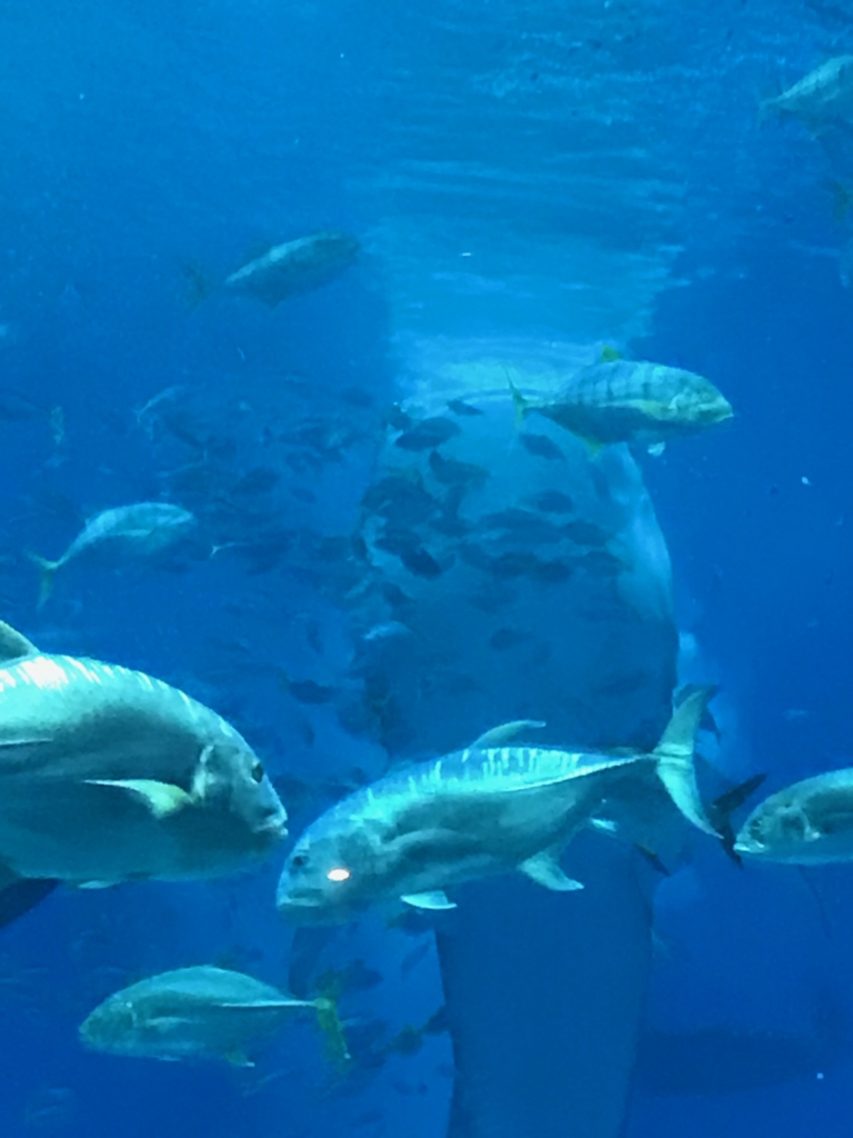 f:id:sasasan3:20170510235013j:plain f:id:sasasan3:20170510235013j:plain