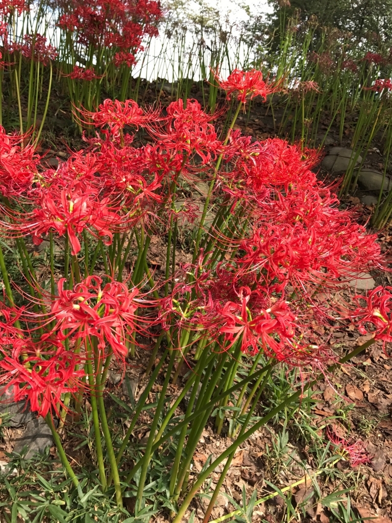 f:id:sasasan3:20170926235931j:plain f:id:sasasan3:20170926235931j:plain