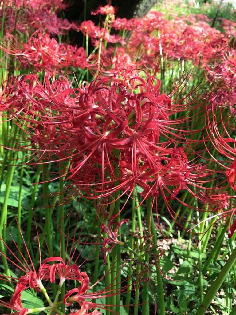 f:id:sasasan3:20170927000004j:plain f:id:sasasan3:20170927000004j:plain