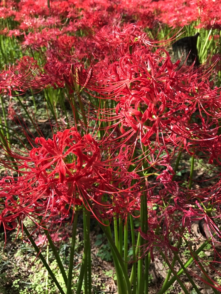 f:id:sasasan3:20170927000010j:plain f:id:sasasan3:20170927000010j:plain