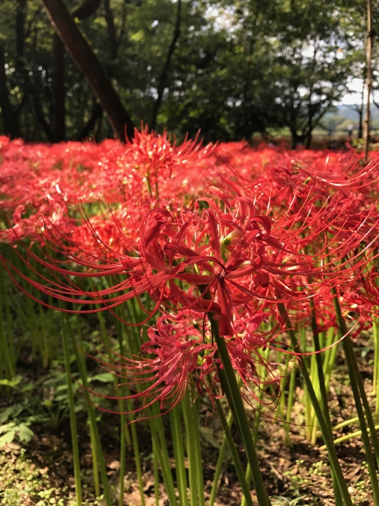 f:id:sasasan3:20170927000016j:plain f:id:sasasan3:20170927000016j:plain