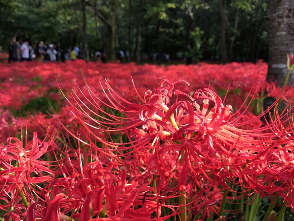 f:id:sasasan3:20170927001226j:plain f:id:sasasan3:20170927001226j:plain