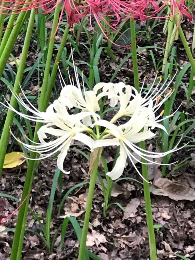 f:id:sasasan3:20170927001241j:plain f:id:sasasan3:20170927001241j:plain