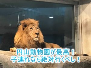 北海道旅行記!円山動物園は札幌からもアクセス近くておすすめ!シロクマのトンネルが凄い!